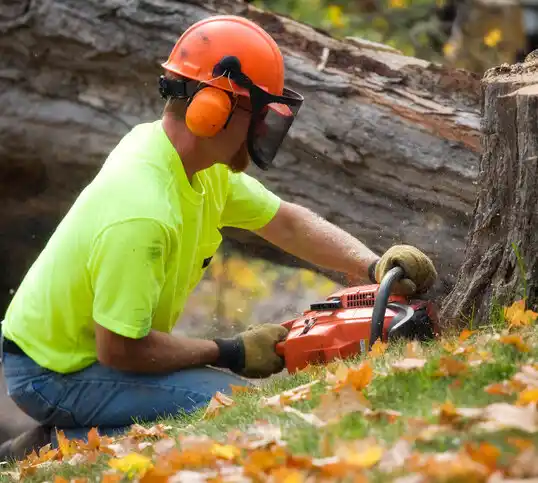 tree services Nelliston